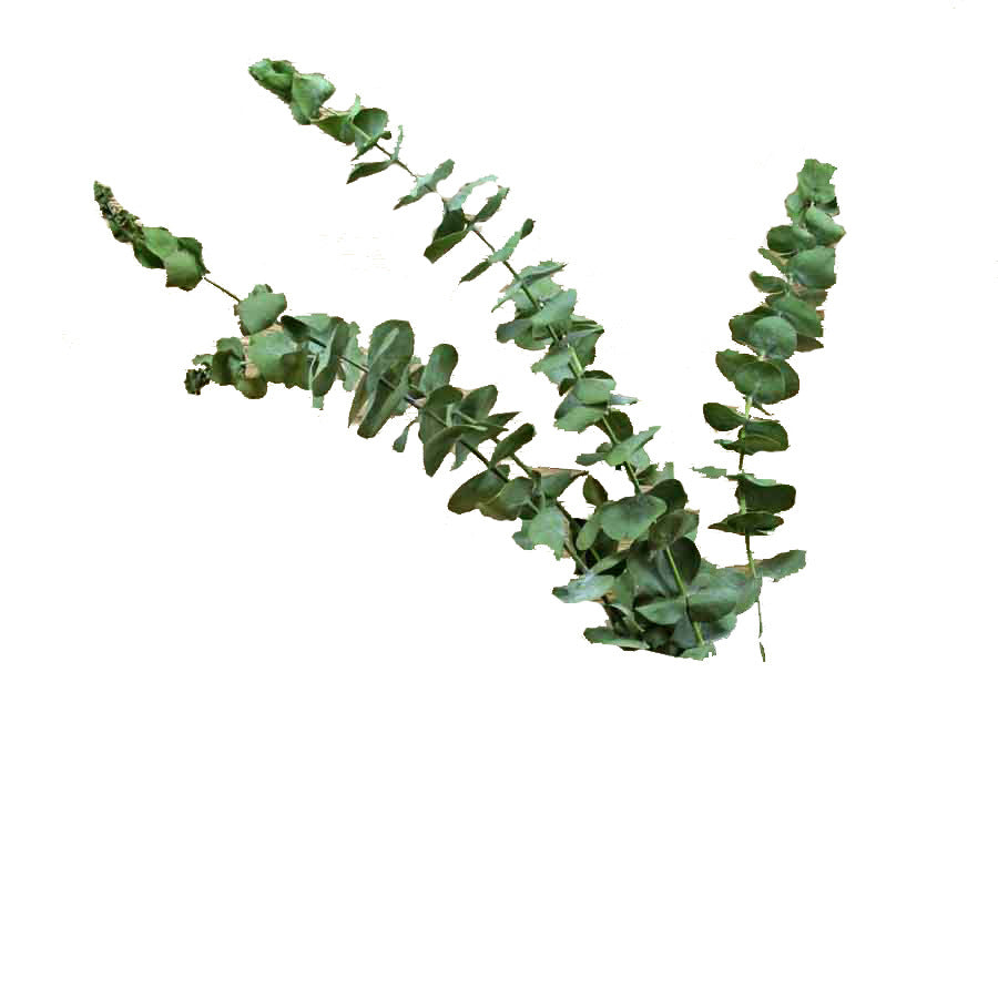 Dried Natural Eucalyptus Branch – view 5
