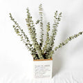Dried natural eucalyptus branches with sage-green leaves standing in a white paper bag against a white backdrop