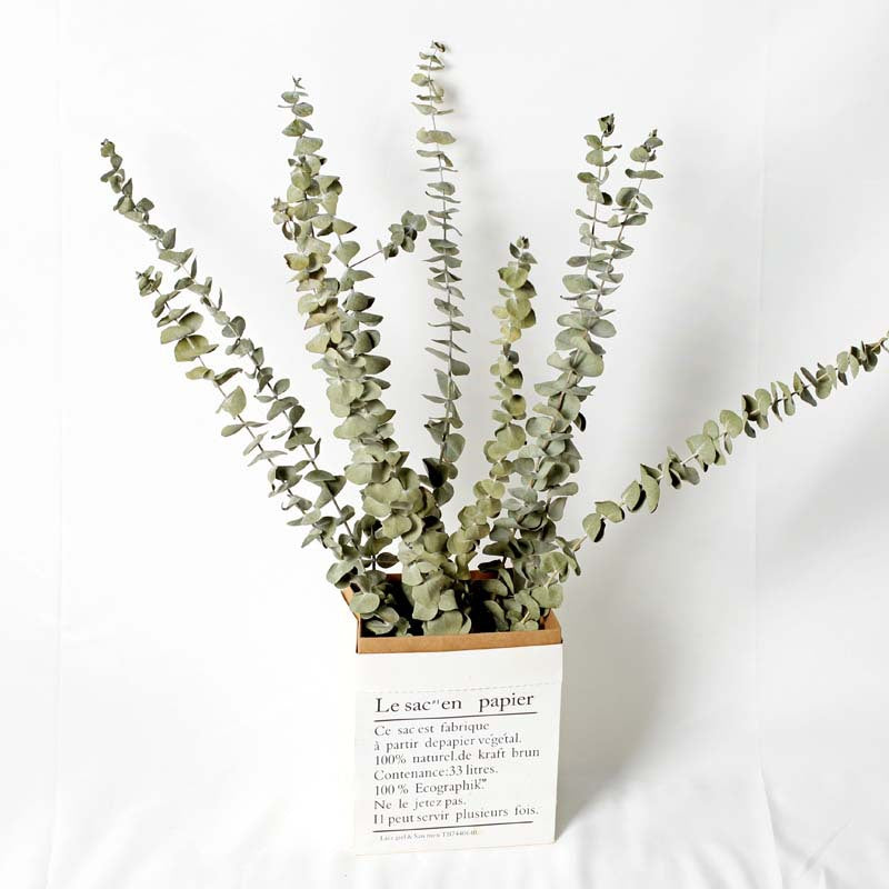 Dried natural eucalyptus branches with sage-green leaves standing in a white paper bag against a white backdrop