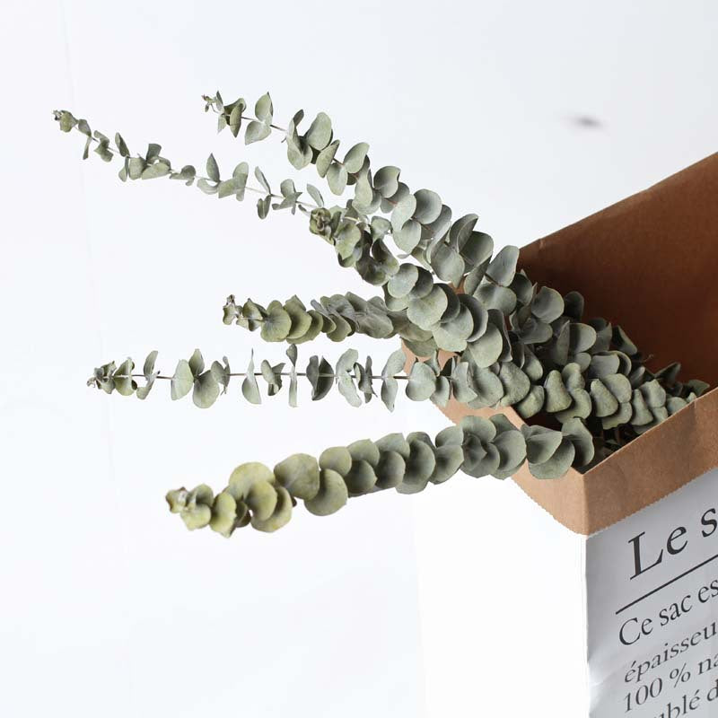 Dried Natural Eucalyptus Branch – view 3