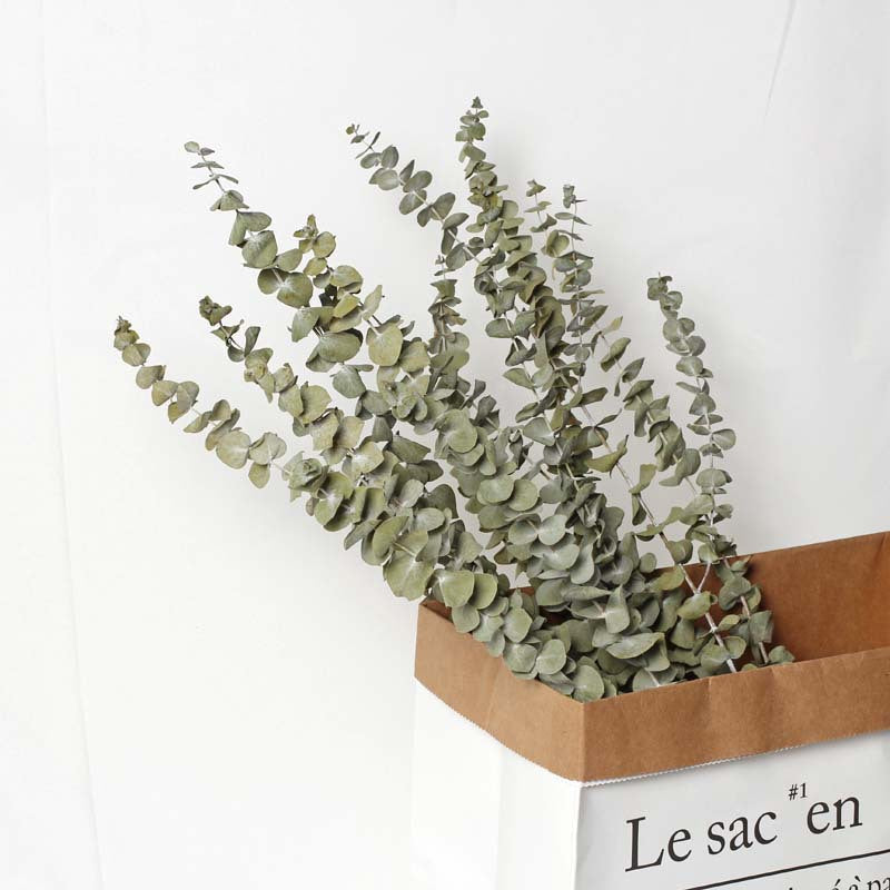 Dried Natural Eucalyptus Branch – view 2