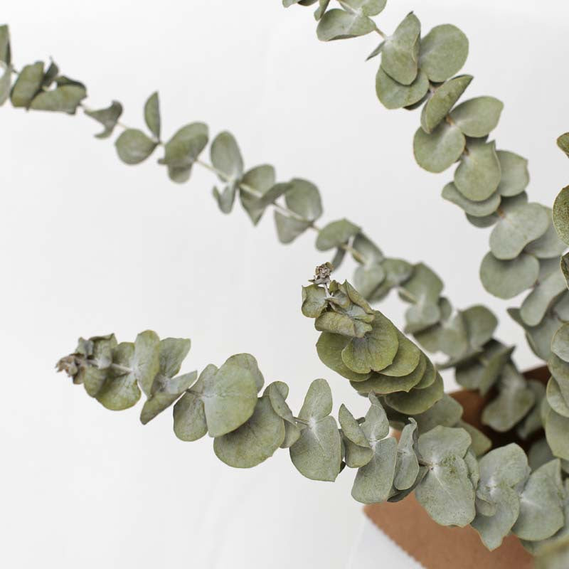 Dried Natural Eucalyptus Branch – view 4
